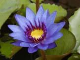 unknow artist Realistic Violet Water Lily